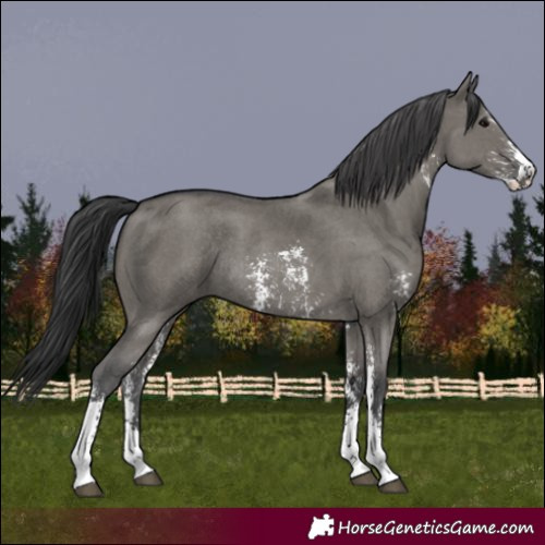 Horse Color:Grullo Sabino Rabicano 