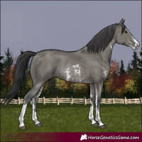 Horse Color:Grullo Sabino Rabicano