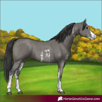 Horse Color:Grullo Sabino Rabicano 