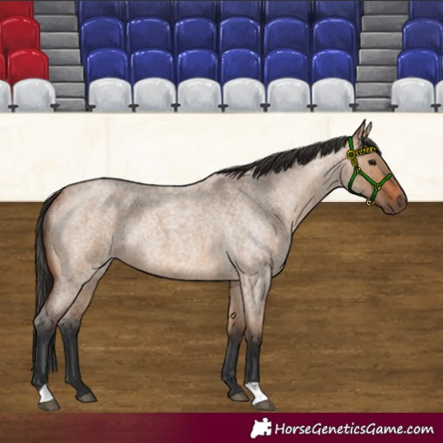 Horse Color:Bay Roan Dun Rabicano 