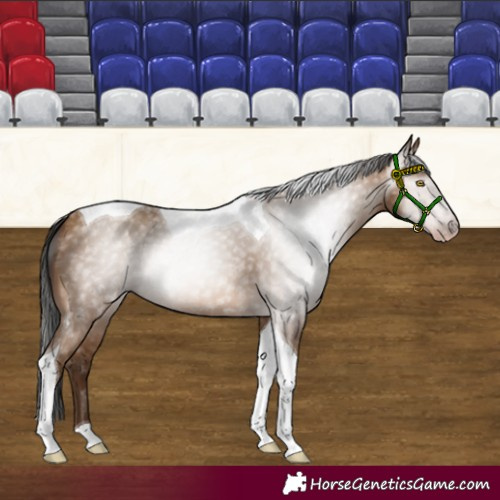 Horse Color:Gray Amber Champagne Tobiano 