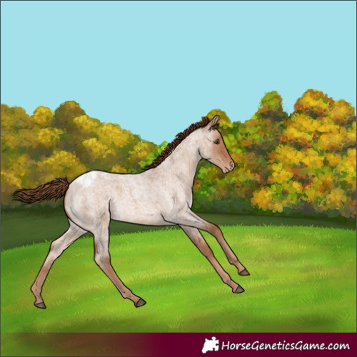 Horse Color:Red Dun Roan Appaloosa