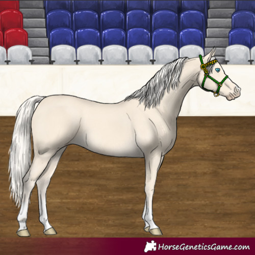 Horse Color:Cremello 