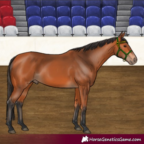 Horse Color:Bay Rabicano 