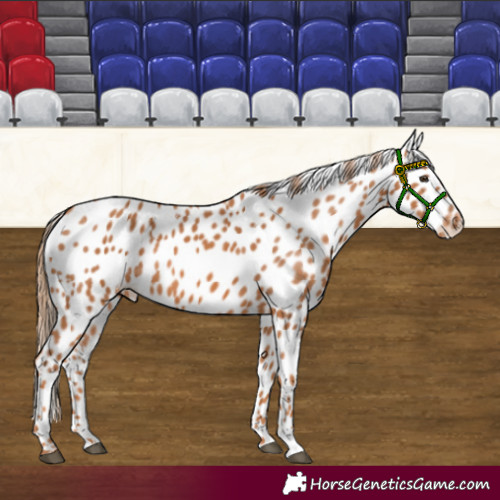 Horse Color:Chestnut Appaloosa
