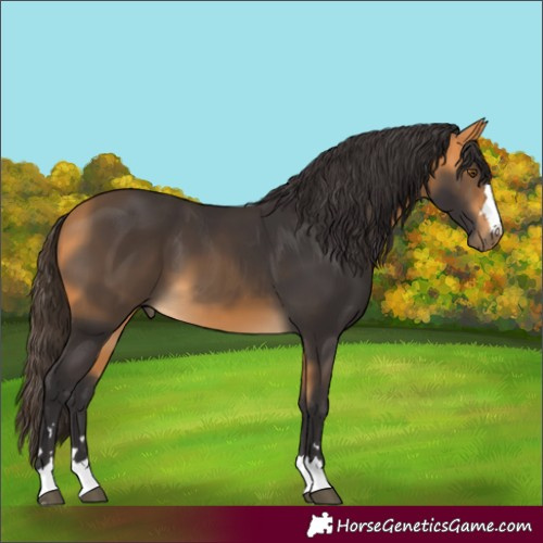 Horse Color:Buckskin 