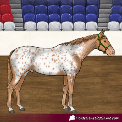Horse Color:Chestnut Appaloosa 