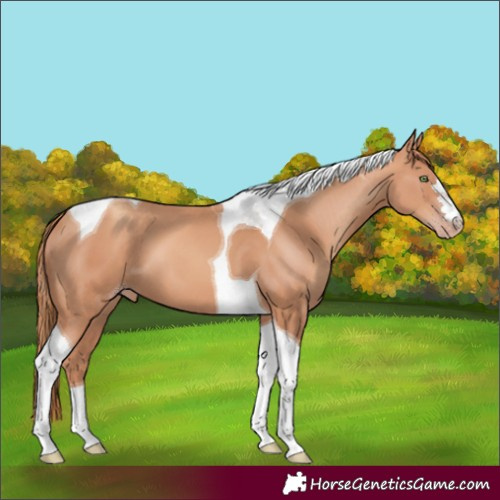 Horse Color:Gold Champagne Tobiano 
