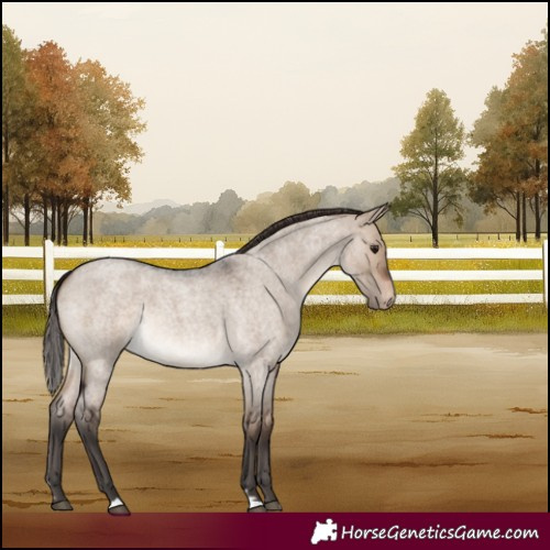 Horse Color:Brown Roan Dun Appaloosa Rabicano