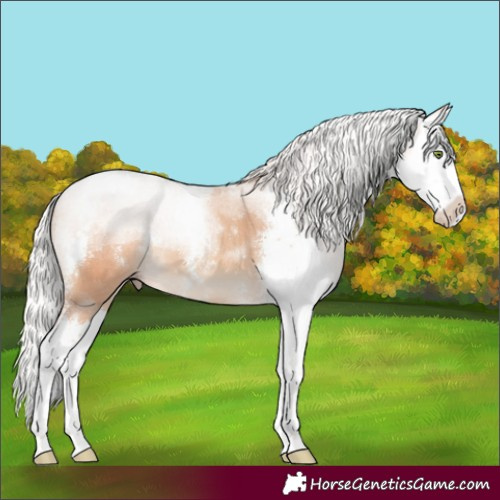 Horse Color:Silver Classic Champagne Sabino Splash