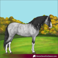 Horse Color:Blue Roan Splash 