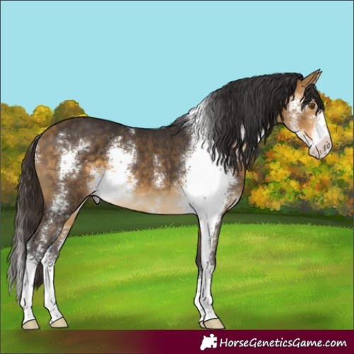 Horse Color:Buckskin Sabino