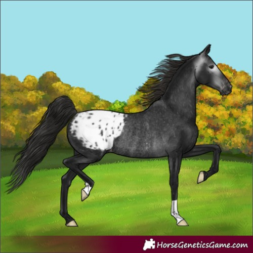 Horse Color:Gray Black Blanket Rabicano 