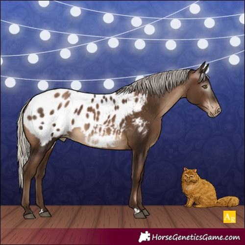 Horse Color:Gray Silver Brown Pearl Appaloosa 