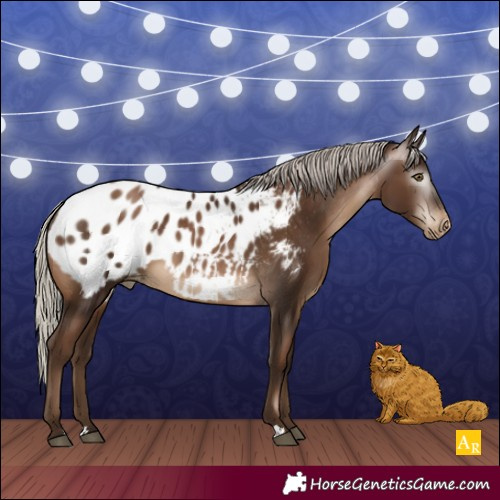Horse Color:Gray Silver Brown Pearl Appaloosa 