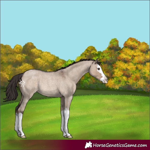 Horse Color:Liver Red Dun Roan Splash Rabicano