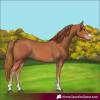 Horse Color:Chestnut 