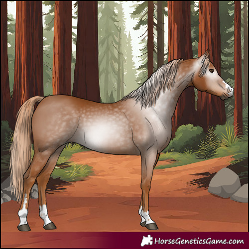 Horse Color:Gray Chestnut