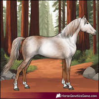 Horse Color:Gray Chestnut