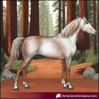 Horse Color:Gray Chestnut