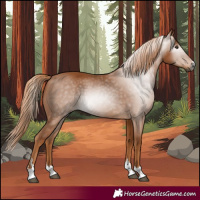 Horse Color:Gray Chestnut 