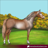 Horse Color:Gray Chestnut