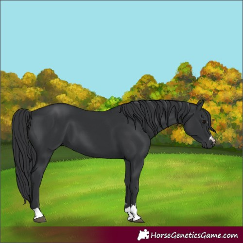 Horse Color:Unknown 