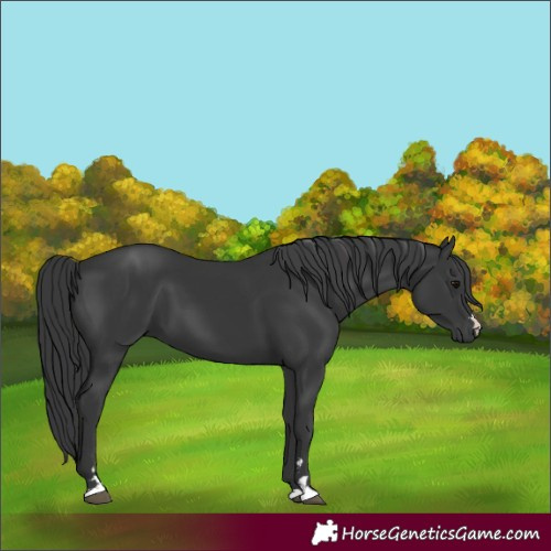 Horse Color:Unknown 