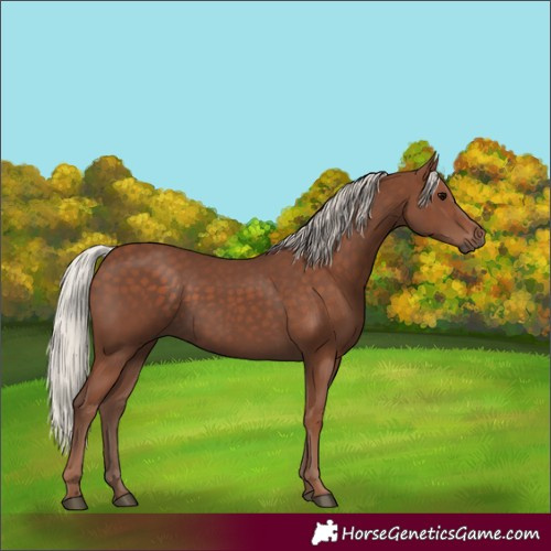 Horse Color:Silver Black 