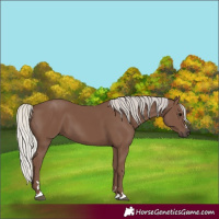 Horse Color:Unknown 