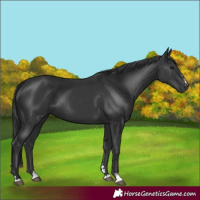 Horse Color:Black 