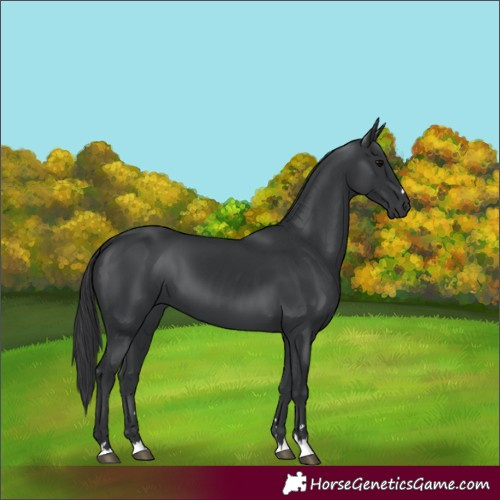 Horse Color:Black 