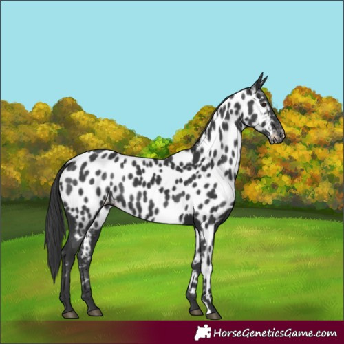 Horse Color:Black Near Leopard