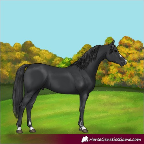 Horse Color:Black 