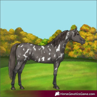 Horse Color:Grullo Near Leopard 