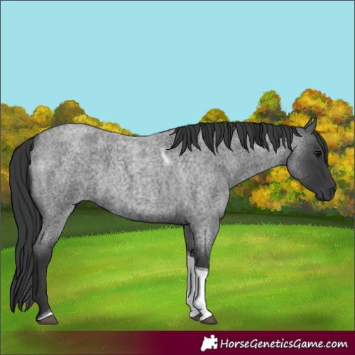 Horse Color:Blue Roan Tobiano 
