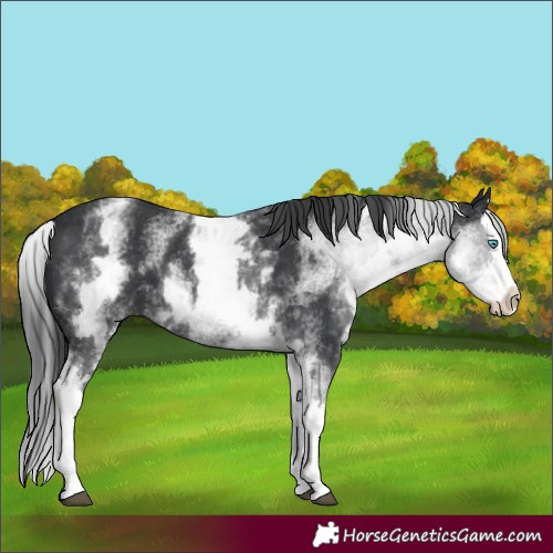 Horse Color:White Spotted Black Splash 