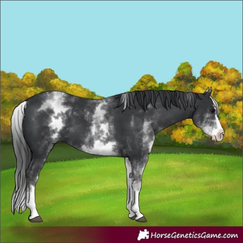 Horse Color:White Spotted Black Splash 