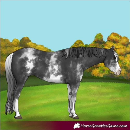 Horse Color:White Spotted Black Splash 