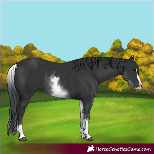 Horse Color:White Spotted Black Splash 