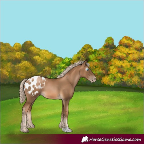 Horse Color:Gray Chocolate Palomino Pearl Blanket 