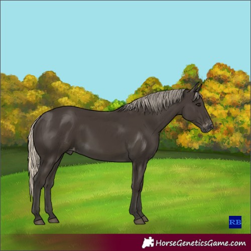 Horse Color:Gray Silver Smoky Black Appaloosa