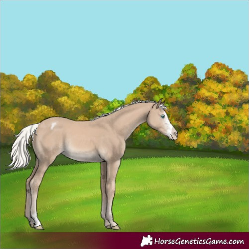 Horse Color:Silver Smoky Creme Sabino Appaloosa Rabicano 