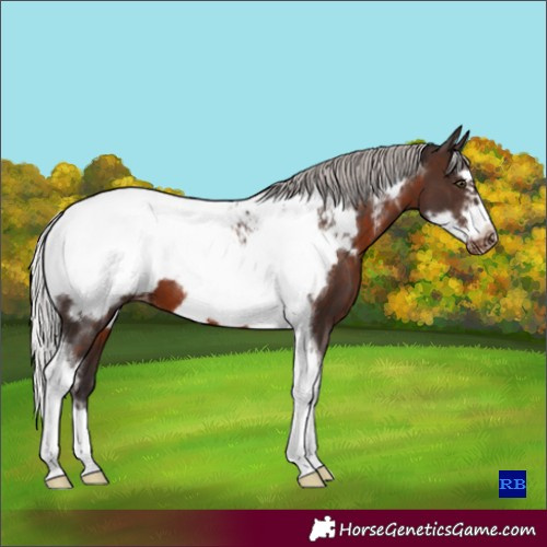Horse Color:Silver Brown Sabino Tobiano Frame Appaloosa 