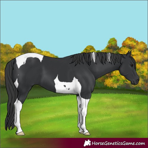Horse Color:Black Tobiano 