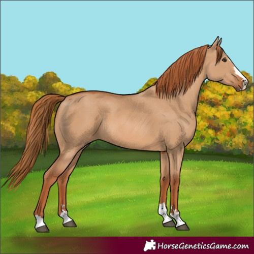 Horse Color:Red Dun 
