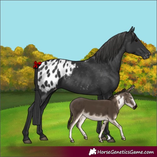 Horse Color:Black Appaloosa 