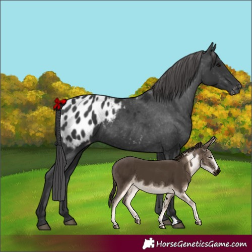 Horse Color:Black Appaloosa 