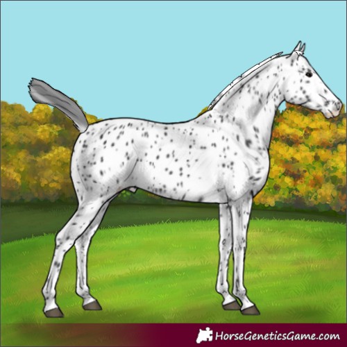 Horse Color:Black Appaloosa 