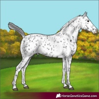Horse Color:Black Appaloosa 